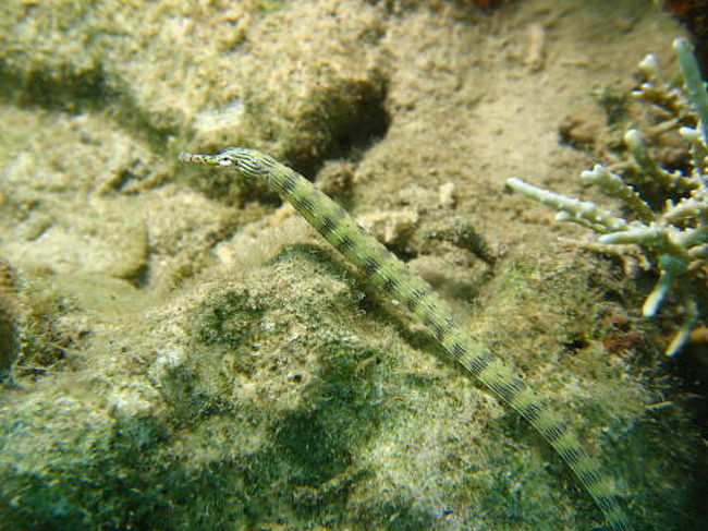 スクリブルドパイプフィッシュ