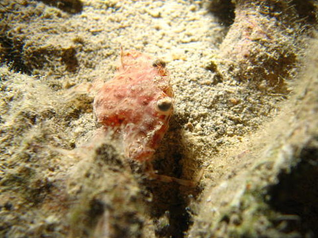 サメハダヒメガザミ