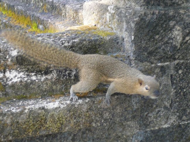 リスちゃん登場！<br /><br />一瞬近くまで来てくれましたが私たちが食べ物をもっていないのを確認するとすぐ去ってしまいました。