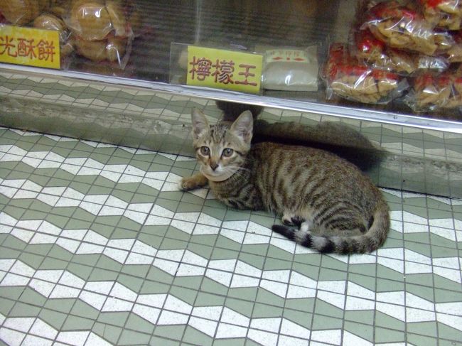 お土産屋さんにいた子猫。<br />ここの杏仁餅を買いにマカオへ来た!といっても<br />過言ではないほど。