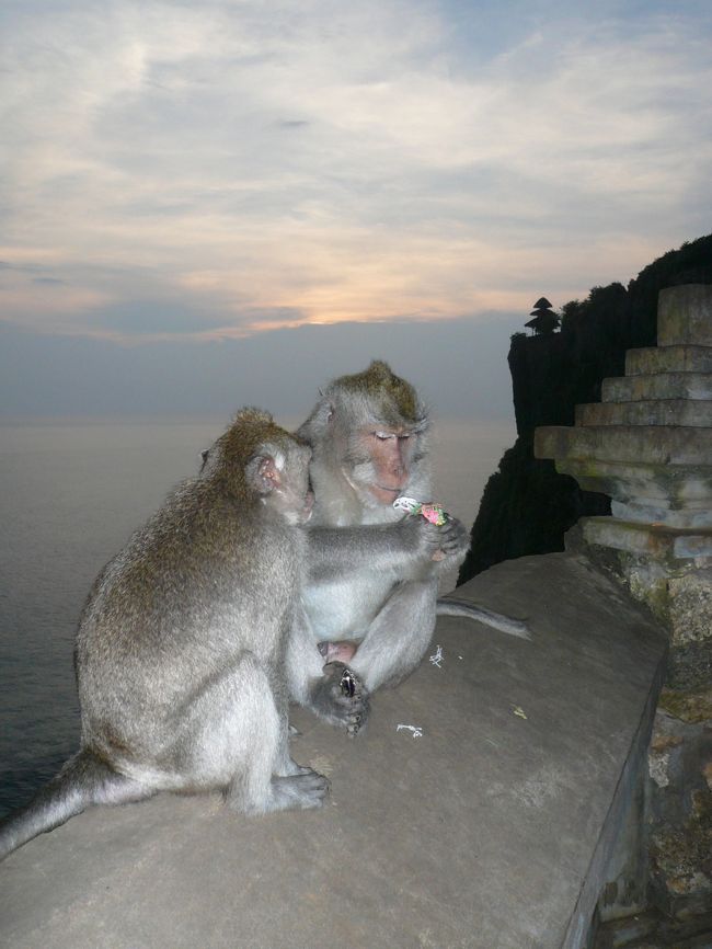 ウルワトゥ寺院名物のお猿さん達です。<br /><br />サルが帽子を奪い、グチャグチャに噛みついていました。<br /><br />要注意です。<br /><br />時間がなくなったため、お寺に向かうことなく慌ててケチャックダンスの会場に向かいました。<br /><br />チャッチャッチャッ！