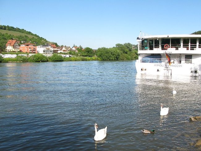 アウトバーンを降りて、（日本の会津から新潟へと向かう阿賀野川や只見川に似た、静かな流れの）マイン川に沿って、１５分程走ります。<br />この、白鳥達や、観光船が停泊しているのが目印の、ヴェルトハイムの街に到着です。