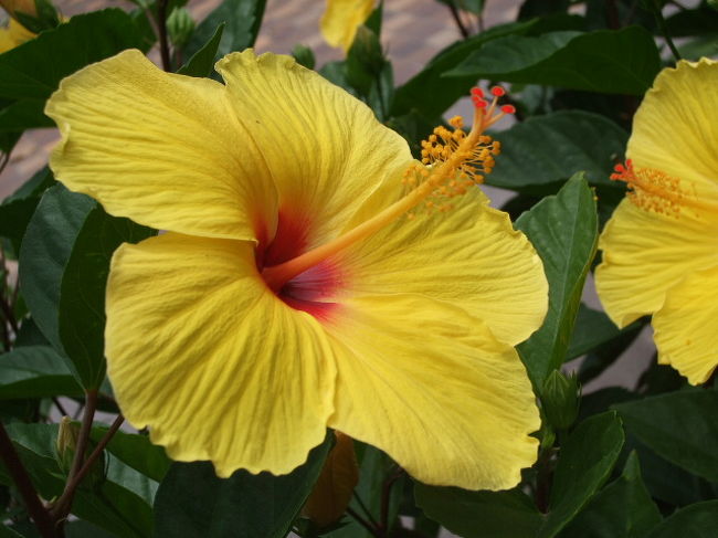 ハイビスカスの映える街です。<br /><br />そして・・・