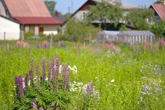 ２００７年６月８日　金曜日 快晴<br /><br />日帰りでアーライシの要塞を観に行くことに。