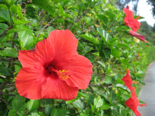 敷地内のハイビスカス<br /><br />今回の旅行では至る所で見かけることができました。ちょうど時期なのでしょうか？<br /><br /><br />パチンコ屋でしか見たことがなかったのですが、本物<br />の花はとても綺麗です。<br /><br /><br />