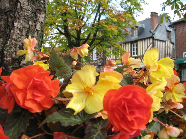 とても綺麗な花です。フランスに来てからは、どこに行っても花が綺麗に咲いているのが印象的でした。