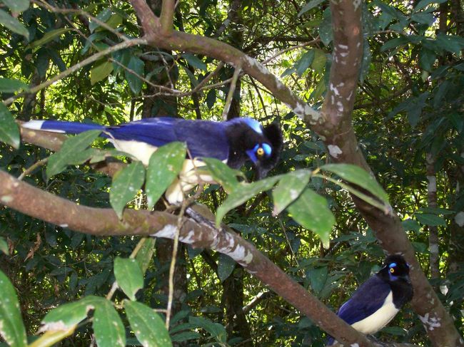 ←遊歩道で見れる珍しい鳥たち<br /><br />本来、イグアスの滝は、本体の悪魔の喉笛以外にも、周囲至る所に滝があり、アルゼンチン側ではそれらが遊歩道から見ることができる。<br /><br />遊歩道は、大きくは「上の遊歩道」と「下の遊歩道」があり、その距離は結構長い。「アルゼンチン側は広大」と言われるゆえん。<br /><br />悪魔の喉笛でも迫力なかったので、それ以外の所は殆ど期待できないだろうとは思うも、たっぷり時間をとっていたこともあり「日頃の運動不足解消の為」、全部見て廻ることにしました。。。