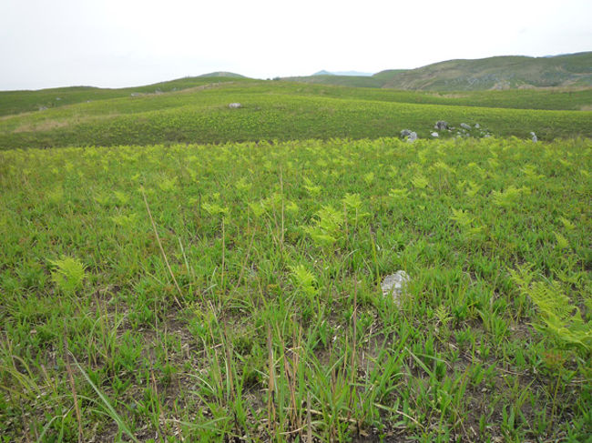 (10)秋吉台（ワラビ）<br /><br />　黄緑色の正体はワラビの群生。広い範囲に一定の間隔で生えている。