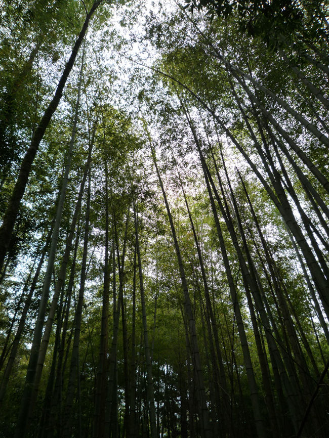 (27)秋吉台<br /><br />　かなり広い竹林で大きな竹が何本も生えていた。今度は竹の名所を訪れたいと思った。