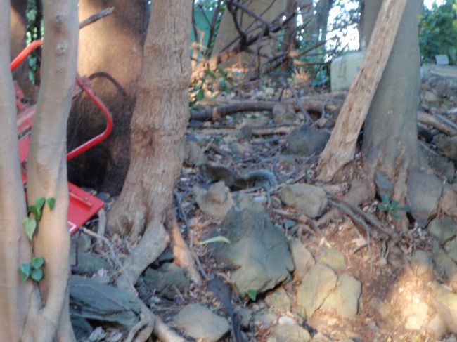 吊り橋付近にリスがいました<br />ちょっとよく見ないとわかりませんが<br />３匹くらいいてかわいかった〜