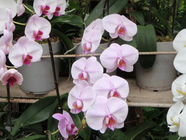 いろんな花が見られます