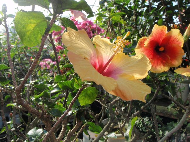 熱帯の植物は色がハッキリしていますね