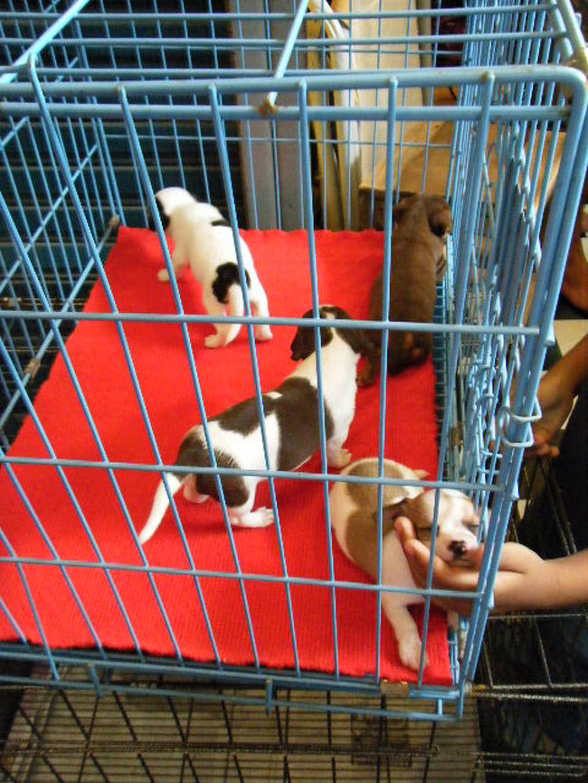 ペットコーナーには、子犬・子猫・リスやハムスターもいました。<br />かわいい。