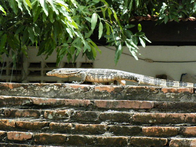 大きなトカゲ？発見！！！