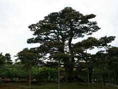 高さ約15ｍの根上松です。
40数本もある松の根が地上2ｍまでせり上がっています。

13代藩主、前田斉泰が土を盛り上げてこの黒松を植え成長した後、土を除いてこの
ように根を出したと伝えられています。