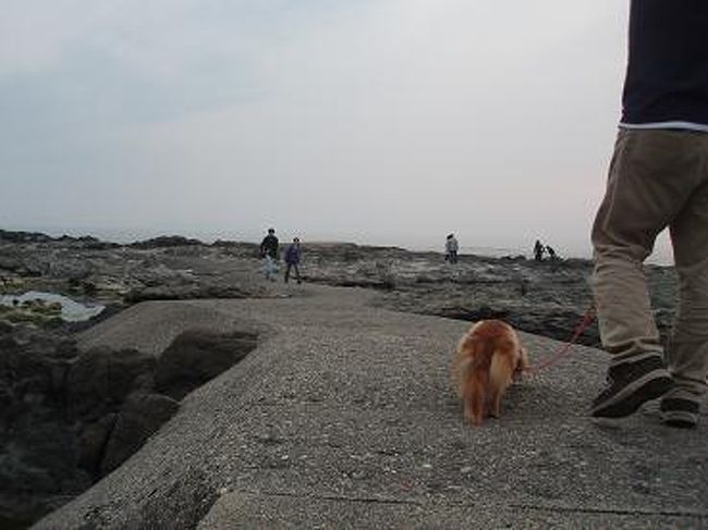 道の駅に、海沿いの散歩コースがあったので、お散歩しました。