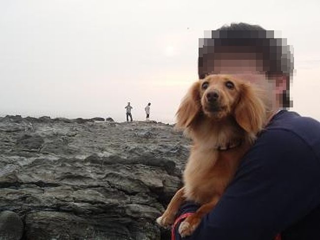 うちの菜々は、ヘリコプターの音に驚いて、<br />ガウガウ吠えまくってました(笑)