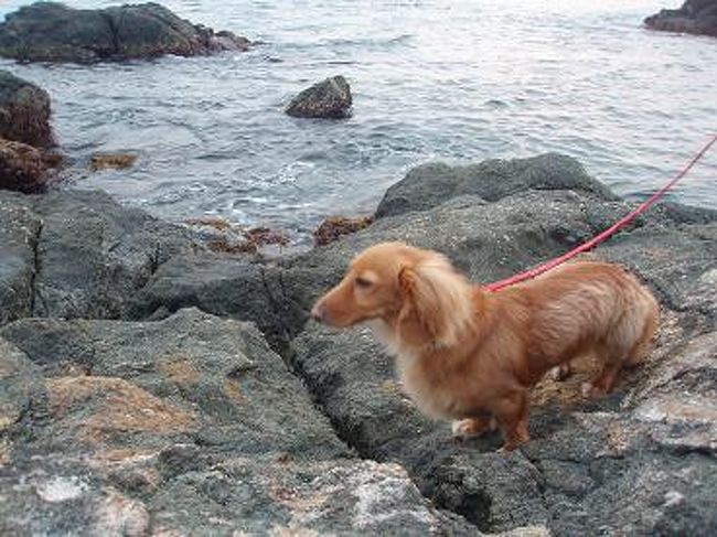 わんこもヘリコプターに乗れたらいいのになぁ・・・