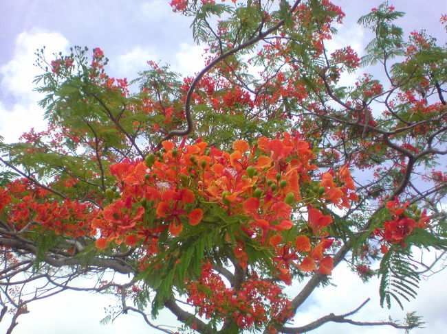 ゴルフ場にも咲き誇るフレームツリー。ティーグラウンドの上にマンゴーがなっていたりと、やはり南国らしさ満点です。