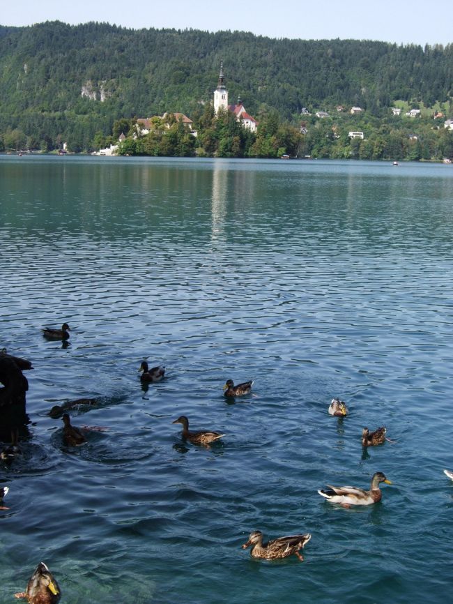 ブレッド湖にはカモやマスがたくさんいました。