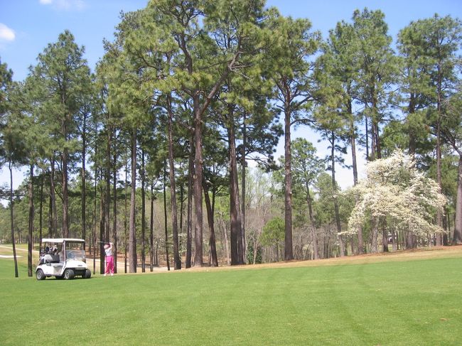 １００年の歴史、一番古いNo.１コースに咲くダグウッド（ハナミズキ）。