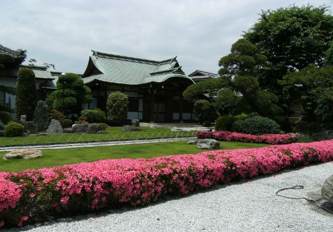 行伝寺のさつき