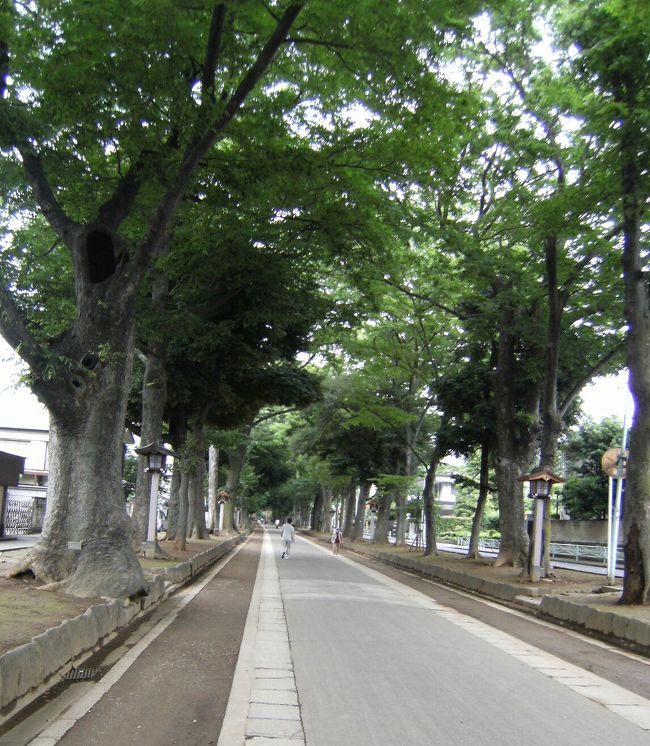 氷川神社参道欅並木