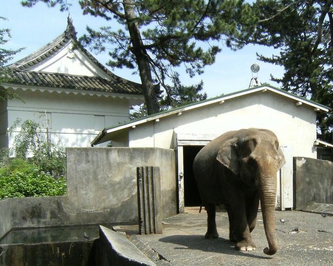 象の梅子（らしい）
