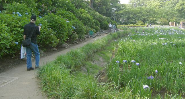 平地は菖蒲田、斜面はあじさい