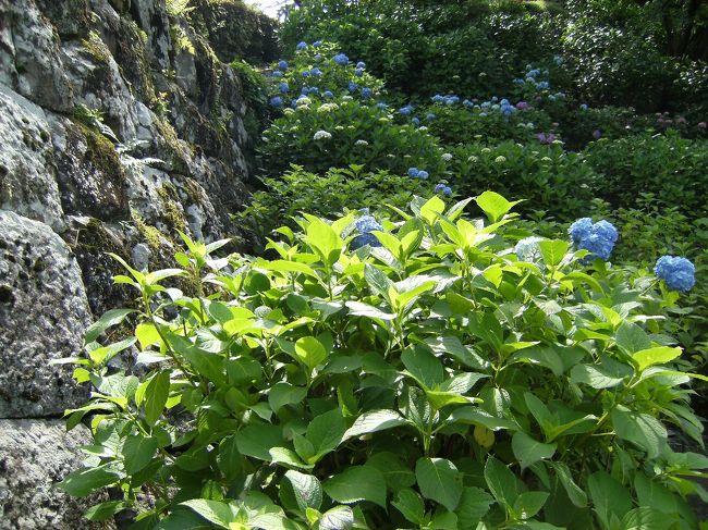 石垣とあじさい