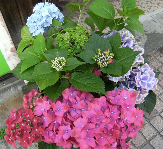 小田原城から駅までの通りに置かれたアジサイの鉢