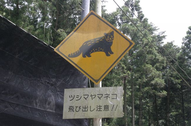 国道を走っていると山間部ではこうしたツシマヤマネコに注意するよう呼び掛けた道路標識が建っています。<br />