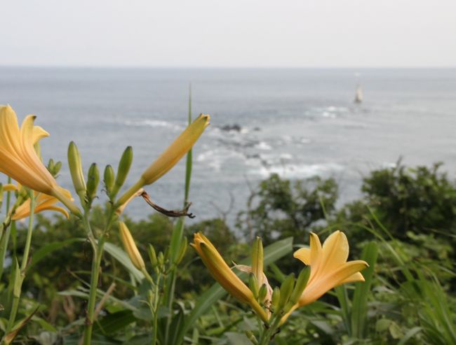 豆酘崎に咲く、ユリ科？の花。遊歩道の途中にはこのような花が所々に咲いていました。<br />