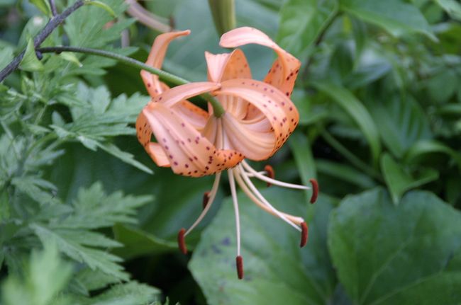 同じく豆酘崎の遊歩道の近くで咲いていた花です。<br />