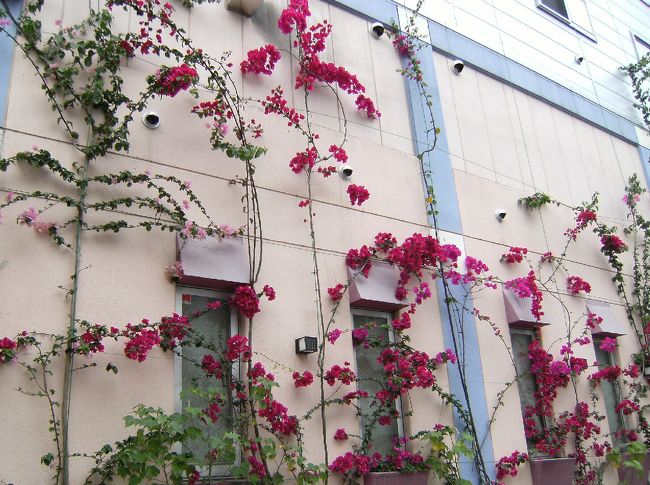 ブ−ゲンビリアを這わせたビル壁。壁の色が白ければもっと映えたと思えるのですが。