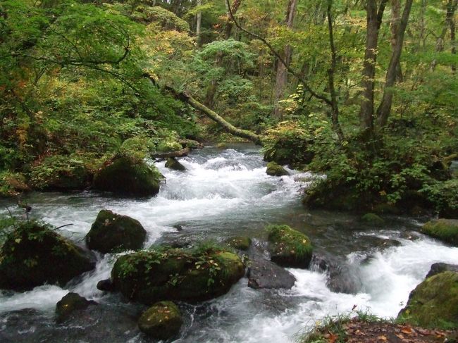奥入瀬散策。<br />バスに乗り遅れたせいで時間がなくなり、十和田湖までたどりつけませんでした、、、