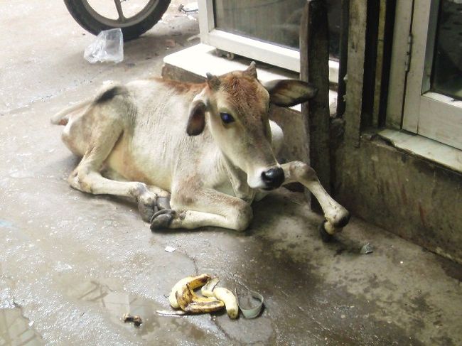 インドには当たり前のようにどこにでも牛さんがいます。<br />もちろん道には普通に牛さんのフンも落ちています。<br />雨季はこれらとゴミが雨でくしゃくしゃになって、そこを歩く私たちは大変です。<br />