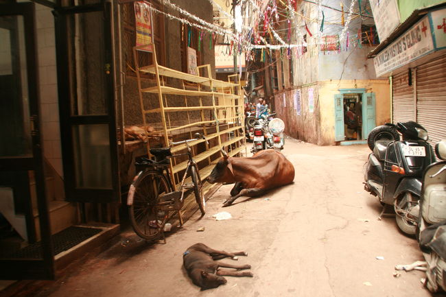 チャンドニー・チョウクらへんだと思われる。<br />道がごちゃごちゃしていて途中から訳が分からなく迷った。<br />牛や犬が自由だ。