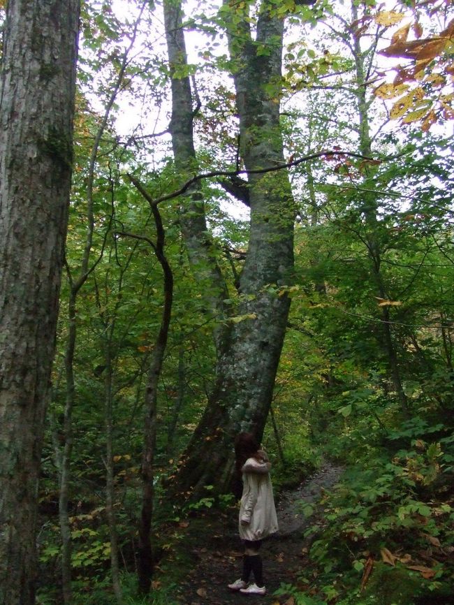 酸ヶ湯のあたりは紅葉してたのに、奥入瀬はまだでした。やっぱ八甲田の上のほうは早いんだに。