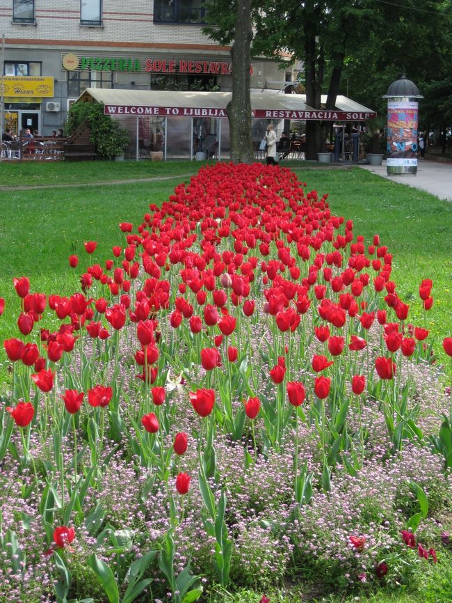 きれいなお花に癒されます。