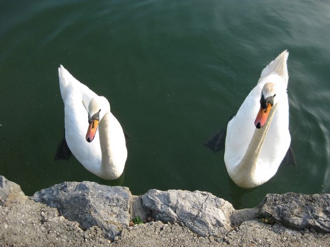 エサちょうだい〜。