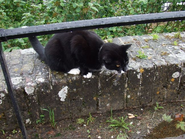 地元の方。靴下猫。<br />人懐っこくて、しばらく一緒にいてくれました。