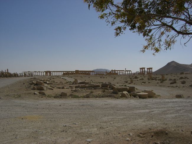 （写真はパルミラ）<br /><br />翌朝、宿の近くで朝ごはん購入。アラブ風ピザ2個で20SP。直径15cmくらいの小さめサイズで色んなフレーバーがあるから迷った。何これ？超おいしいんですけど！日本にあったら普通に買う。<br /><br />パルミラ行きのバスが出るガラージュ・ハラスターは少し中心地から離れてる。タクシー以外だったらセルビス（乗り合いタクシー）で。セルビスはアラブ圏じゃメジャーな乗り物だし長距離移動の時などはずっと乗ってればいいので便利。ただしダマスのような大都会では結構使いこなすのが難しい。親切な人が乗り換えの時一緒に降りてくれて次のセルビスに乗せてくれたので無事辿り着けた。優しすぎるよー。しかもお金も払ってくれた。