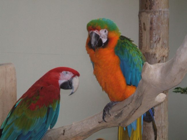 ホテルロビーで飼われているオームさんです。お客さんの人気者で、みんなに記念写真を撮られていました。