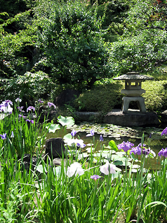 山門をくぐると、まず綺麗な花菖蒲が植えられた池に迎えられました。
