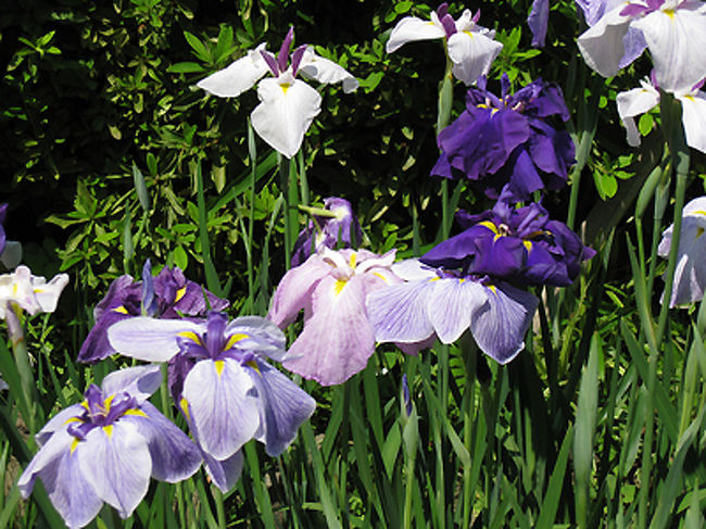 颯爽とした姿がすがすがしい花です。