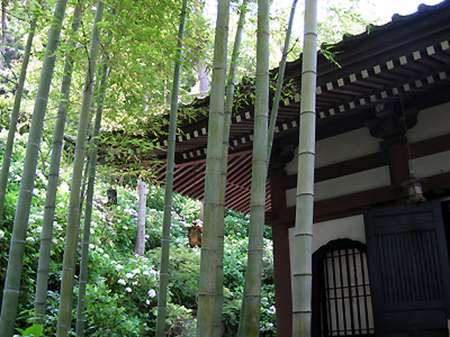 階段を上り、観音堂までくると、これまたびっくり。またまた行列です。「紫陽花散策路には番号順にご案内しますので、あと20分位お待ちください」とのこと。<br />やむを得ず、経蔵の裏の木陰で待つことにしました。<br /><br />ここは竹と紫陽花のコラボでなんとも爽やかです。<br />