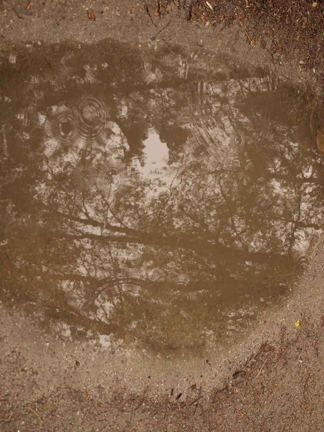 あいにくの雨。。
