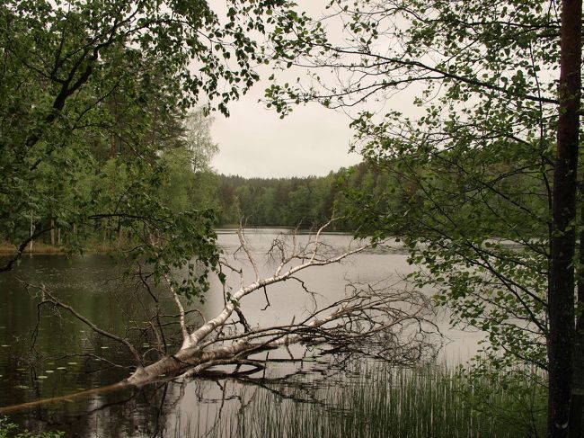 歩いてすぐ、大きな湖が顔を出します。<br /><br />倒木すら絵になっちゃう、とても幻想的な風景。<br /><br />数日前までビルの谷間にいた身としては、<br />まるで異世界に来ちゃったかのような、<br />ものすごいカルチャーショックを受ける。。<br /><br /><br /><br /><br />