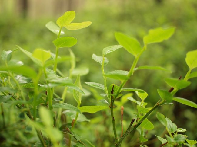 ここに生えている、<br />ベリー類やきのこは、摘み取って持ち帰りOK。<br /><br />ベリーの季節にはまだ早く、きのこは秋とのこと。<br /><br />秋にきのこ狩りに来てみたいなぁ〜